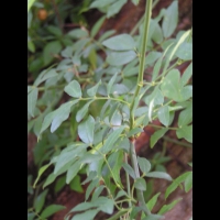 Melia azedarach - Arbre a chapelets (02)